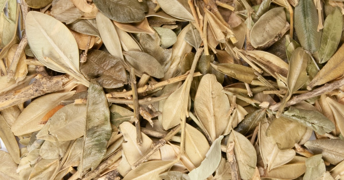 Boxwood