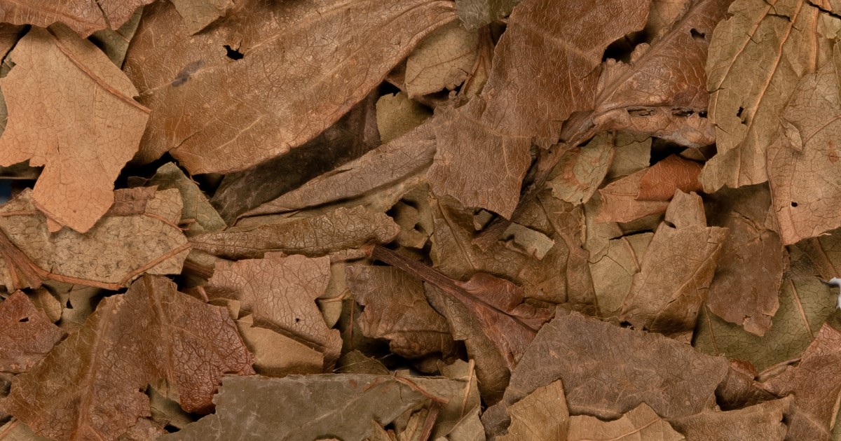 Persimmon (Leaf), Diospyros kaki - Top Quality Herbs & Tinctures