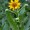 Arnica