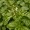 Basil