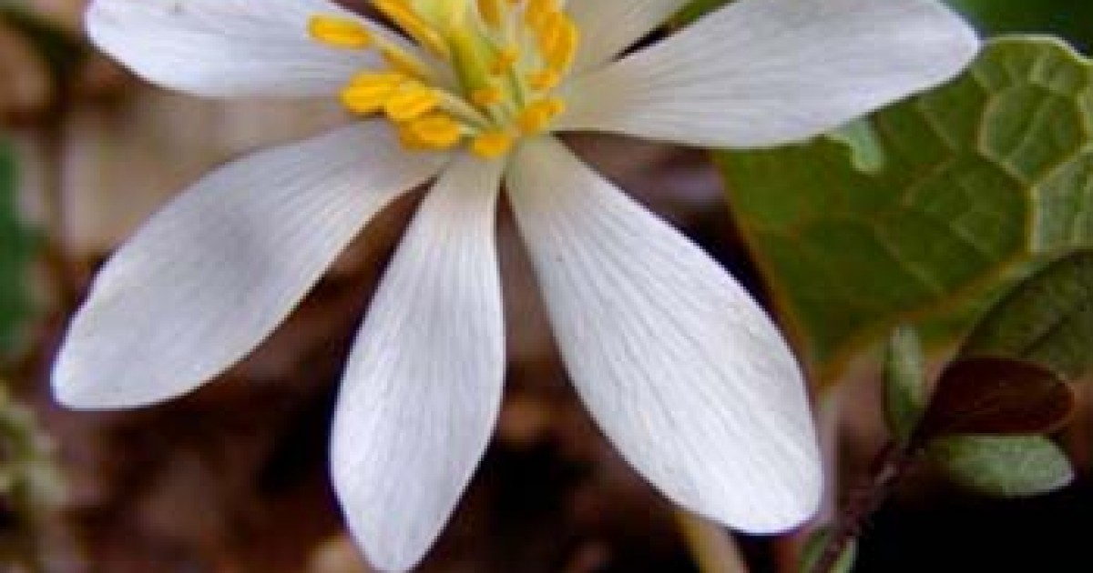 Blood Root