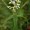 Boneset