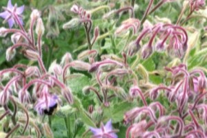 Borage