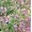 Borage