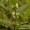 Bugleweed