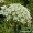 Queen Ann's Lace