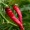 Cayenne Pepper
