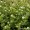 Chickweed
