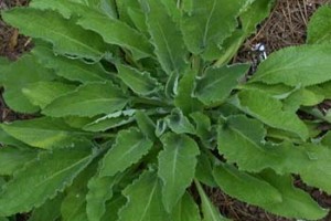 Clary Sage