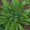 Clary Sage
