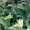 Comfrey