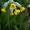 Cowslip