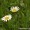 Garden Daisy Flower