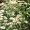 Feverfew