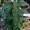 Figwort