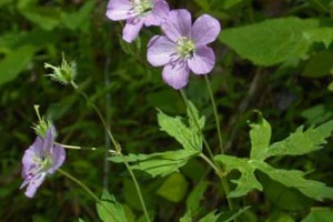 Cranesbill