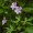 Cranesbill