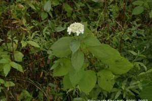Hydrangea