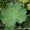 Lady's Mantle