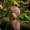 Lady's Slipper