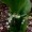 Lily of the Valley