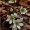 Liverwort