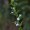 Lobelia