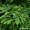 Five-Finger Fern