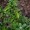 Marjoram