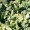 Milkthistle