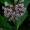 Milkweed
