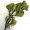 Mistletoe
