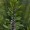 Motherwort