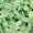 Nettle
