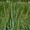 Oatstraw Green Flowering