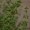 Oregano