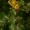 Oregon Grape