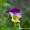 Pansy