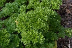 Parsley