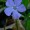 Periwinkle, Greater