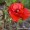 Poppy, Blue