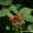 Red Raspberry