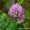 Red Clover