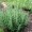 Rosemary