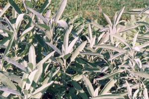 Sage