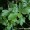 Sassafras