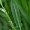 Sheep Sorrel
