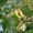 Slippery Elm