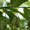 Solomon Seal