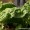 Spinach
